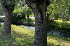 IMG_0333-Grande